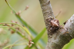 Gibbaranea bituberculata