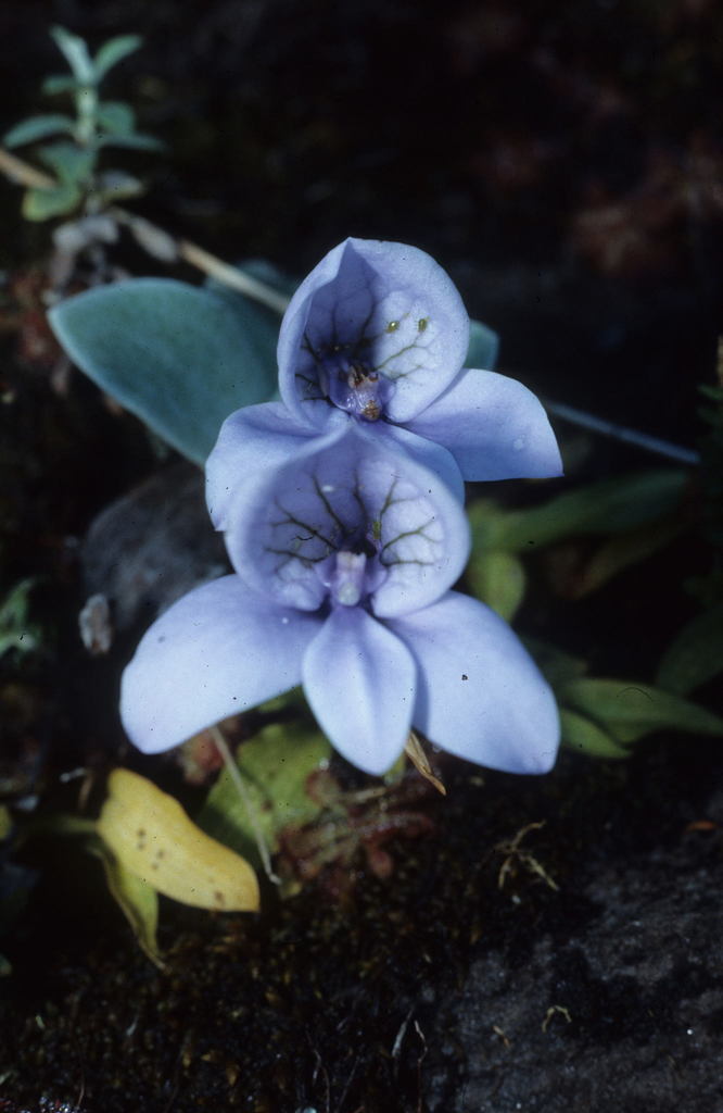 Disa longicornu