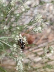 Otitinae