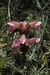 Harveya pauciflora