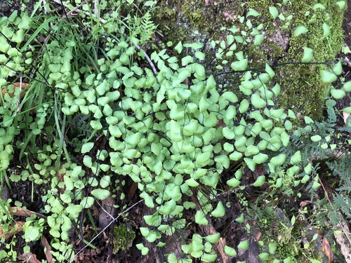 iNaturalist observation photo of California Maidenhair Fern
