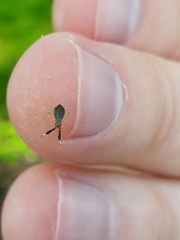 Heterotoma planicornis