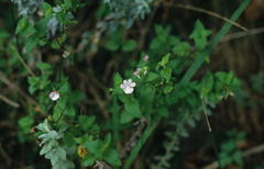 Nemesia macrocarpa