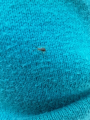 Heterotoma planicornis