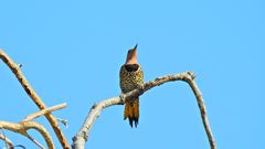 Colaptes auratus chrysocaulosus