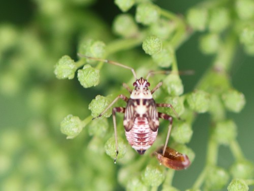Striped Oak Bug, 7245 Laren, Nederland, photo 10 of 10