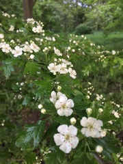 Crataegus monogyna