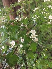Crataegus monogyna