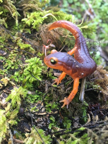 iNaturalist observation photo of Yellow-eyed Ensatina