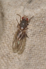 Pseudolyciella