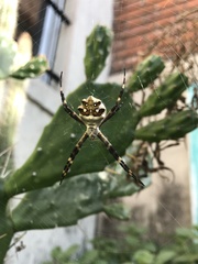 Argiope argentata