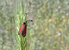 Zygaena punctum