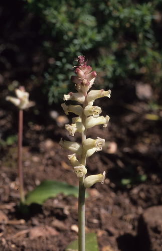 Image of Lachenalia fistulosa by (c) Tom Lloyd Evans, some rights reserved (CC BY-SA)