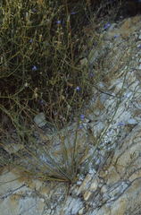 Lobelia capillifolia