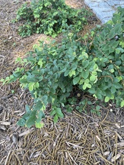 Loropetalum chinense