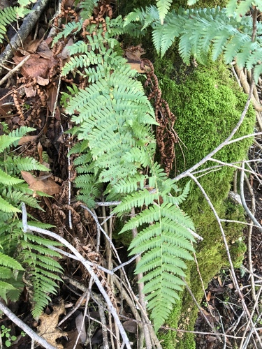 iNaturalist observation photo of coastal woodfern