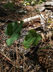 Smilax californica