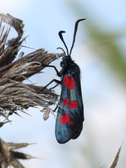 Zygaena filipendulae