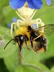 Bombus pratorum