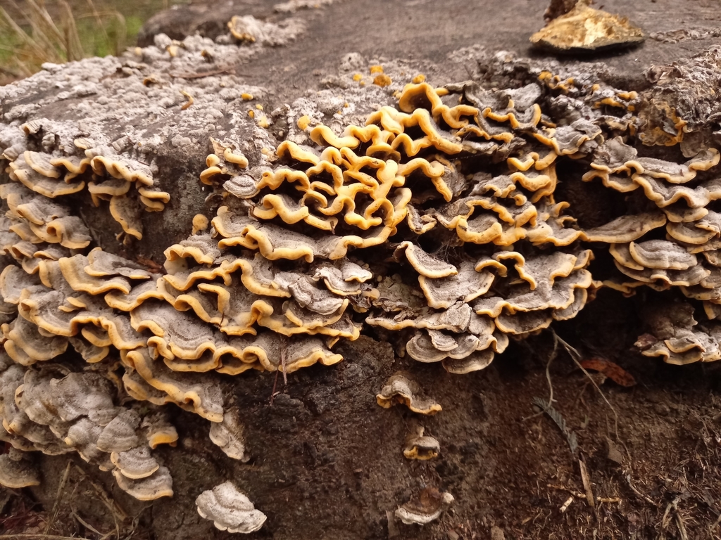Stereum hirsutum · May 2021 · photo: © soldemarmaulina (iNaturalist, cc-by)
