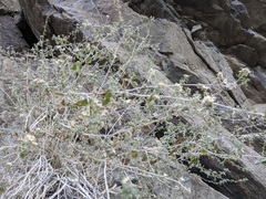 Brickellia desertorum