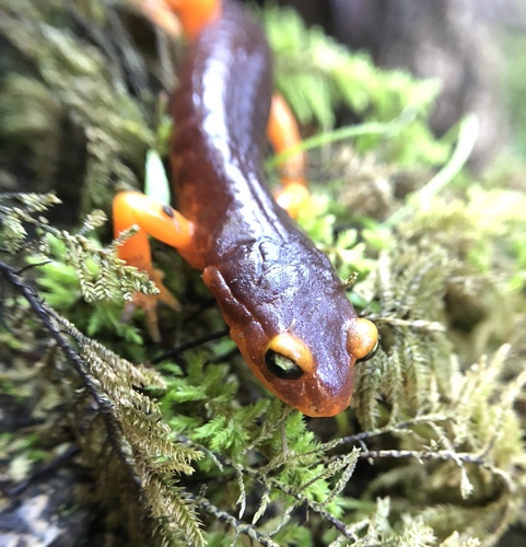 iNaturalist observation photo of Yellow-eyed Ensatina