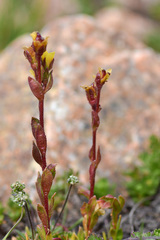 Saxifraga macrocalyx
