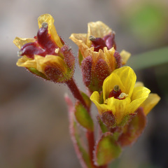Saxifraga macrocalyx