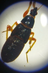 Cimicoidea