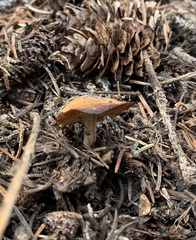 Baeospora occidentalis