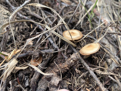 Baeospora occidentalis
