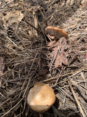 Baeospora occidentalis