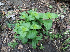 Veronica peduncularis