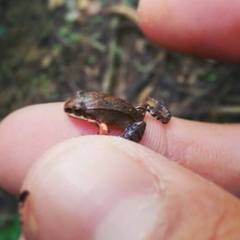 Leptodactylus albilabris