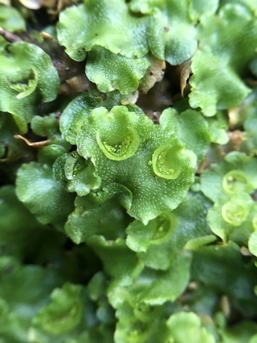 iNaturalist observation photo of Crescent-cup liverwort