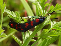 Zygaena filipendulae