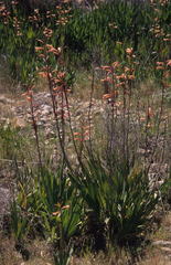 Watsonia
