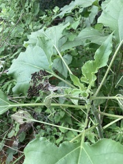 Chlosyne lacinia adjutrix