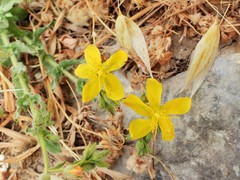 Hypericum pubescens