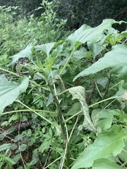 Chlosyne lacinia adjutrix