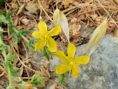 Hypericum pubescens