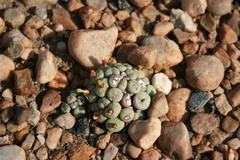 Conophytum truncatum
