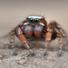 Habronattus altanus - Photo (c) Marshal Hedin, some rights reserved (CC BY-NC-SA), uploaded by Marshal Hedin