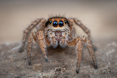 Habronattus altanus