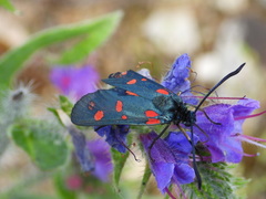 Zygaena filipendulae