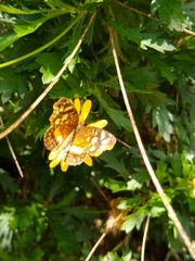 Anthanassa drusilla