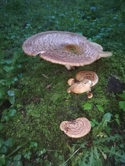 Cerioporus squamosus