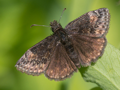 Erynnis persius