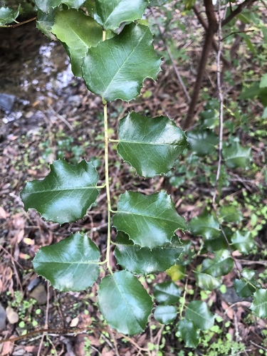 iNaturalist observation photo of hollyleaf cherry