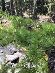 Larix occidentalis